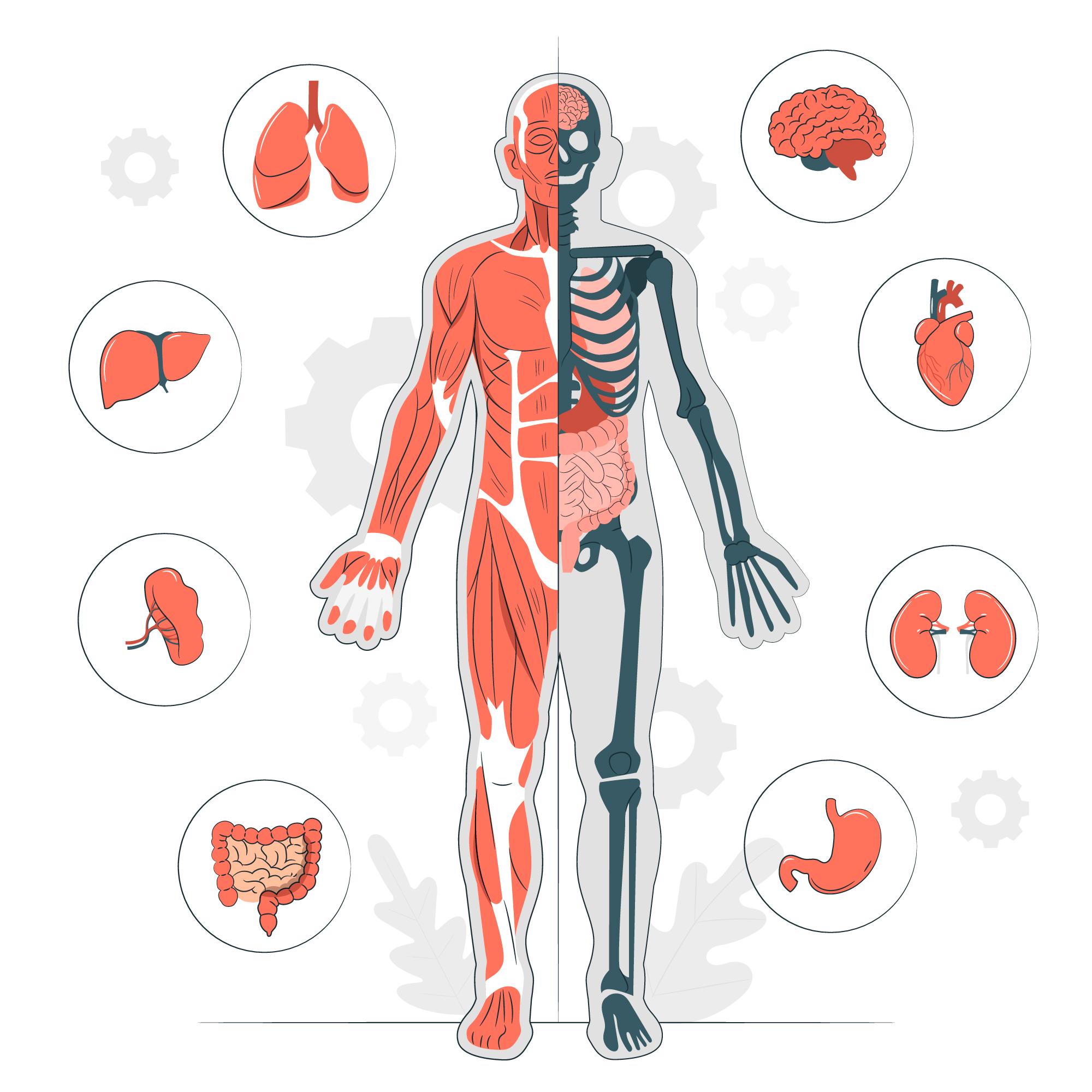 Cuerpo sano: todo tu cuerpo está conectado
